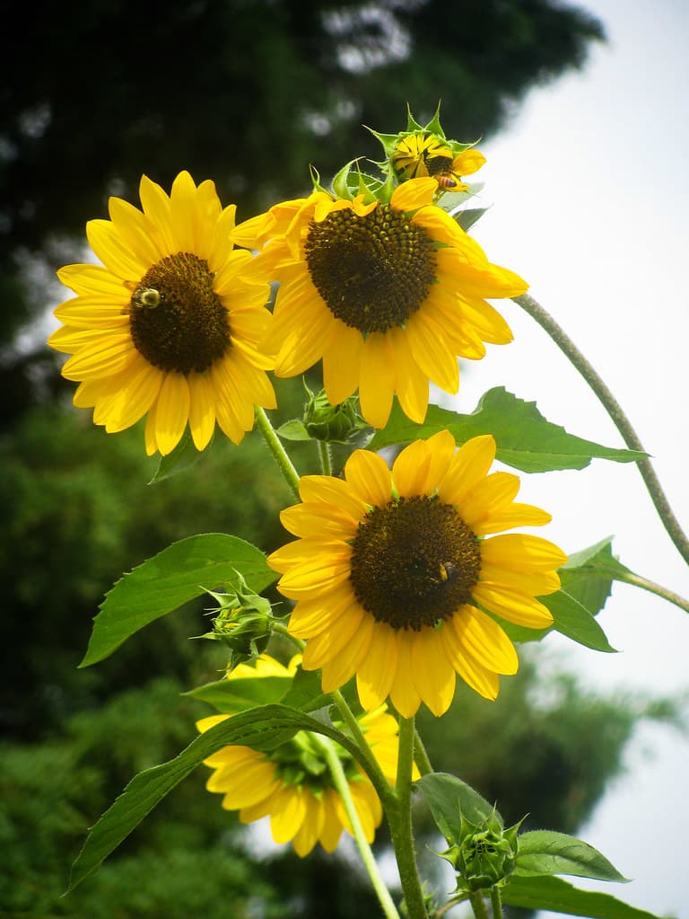 Bees on Yellow Sunflowers