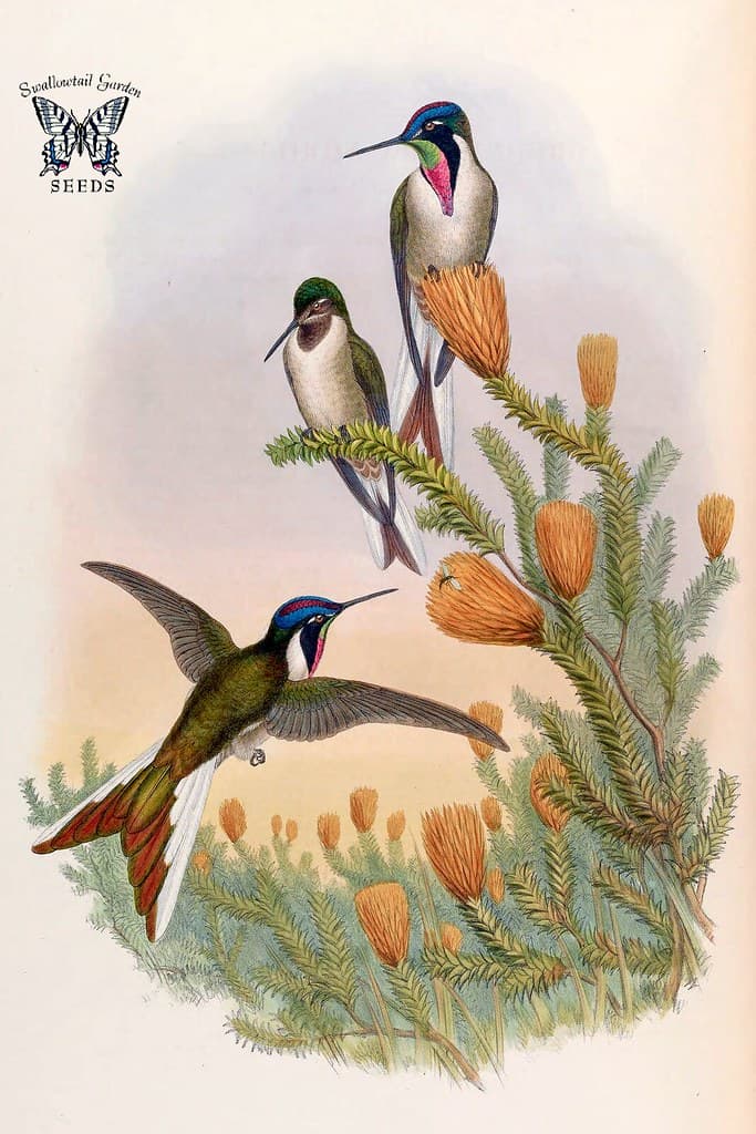 Thcentury, attractshummingbirds, botanical