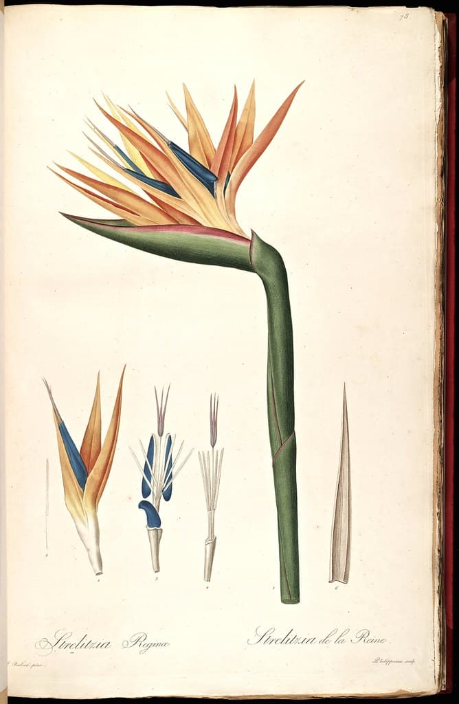 Bird of Paradise (1805-1816)
