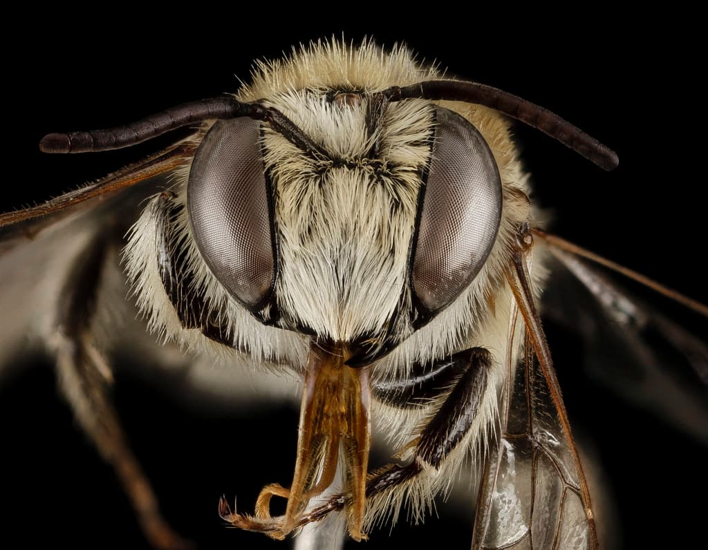 Aegean, bee, bees