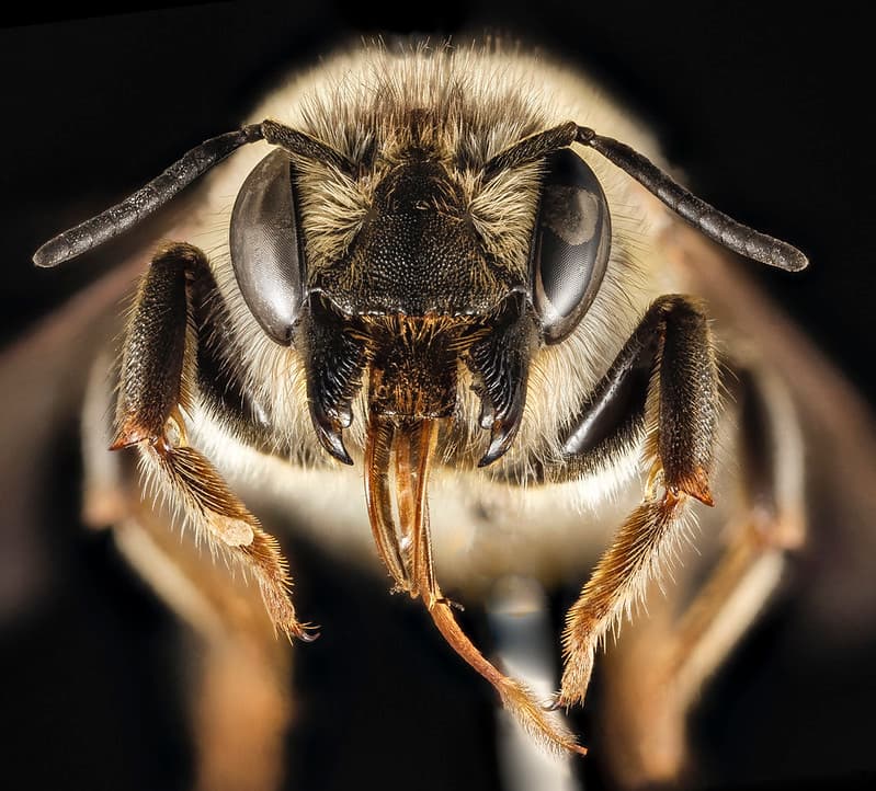 Aculeata, animal, animalia