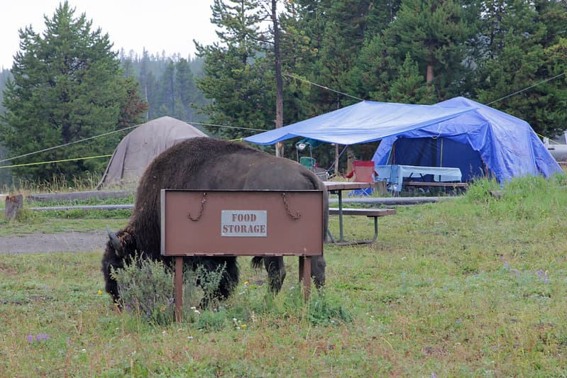 Bridge Bay Campground site