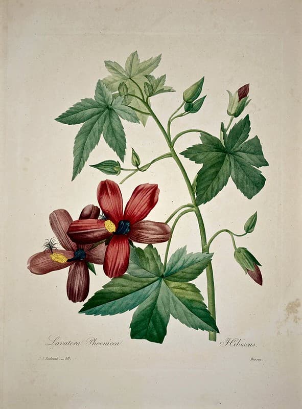 Tenerife tree mallow (1833)