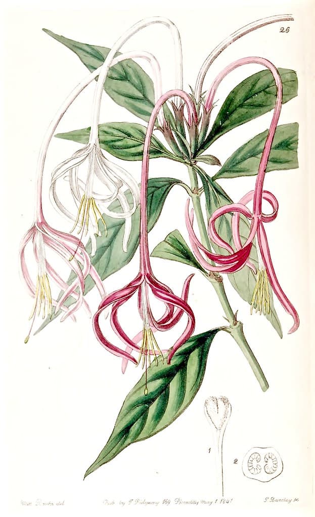 Thcentury, botanical, botany