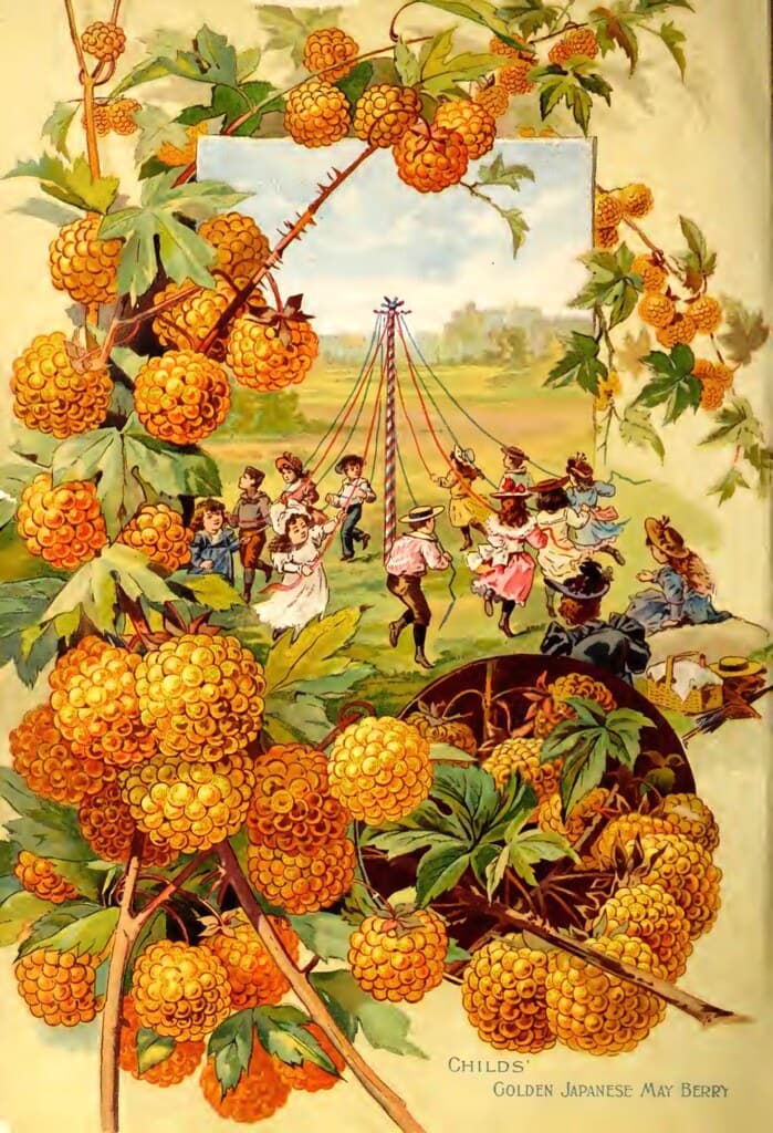 Childs' Golden Japanese May Berry (1895)