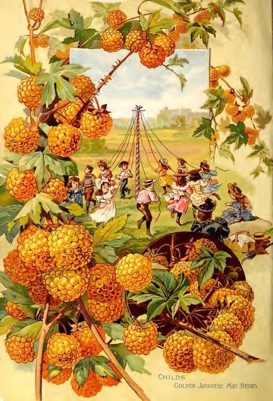 Childs' Golden Japanese May Berry (1895)