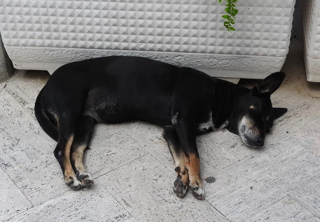 Sorrento dog