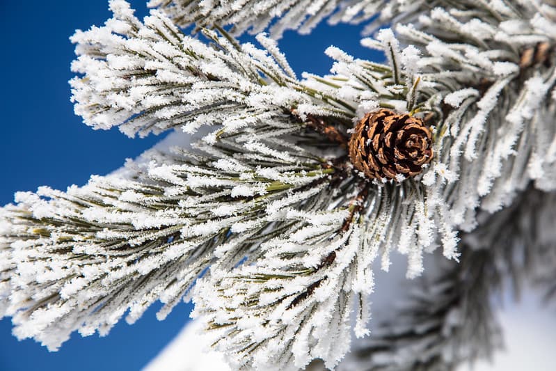 Rime ice on Tree Near Beryl Spring