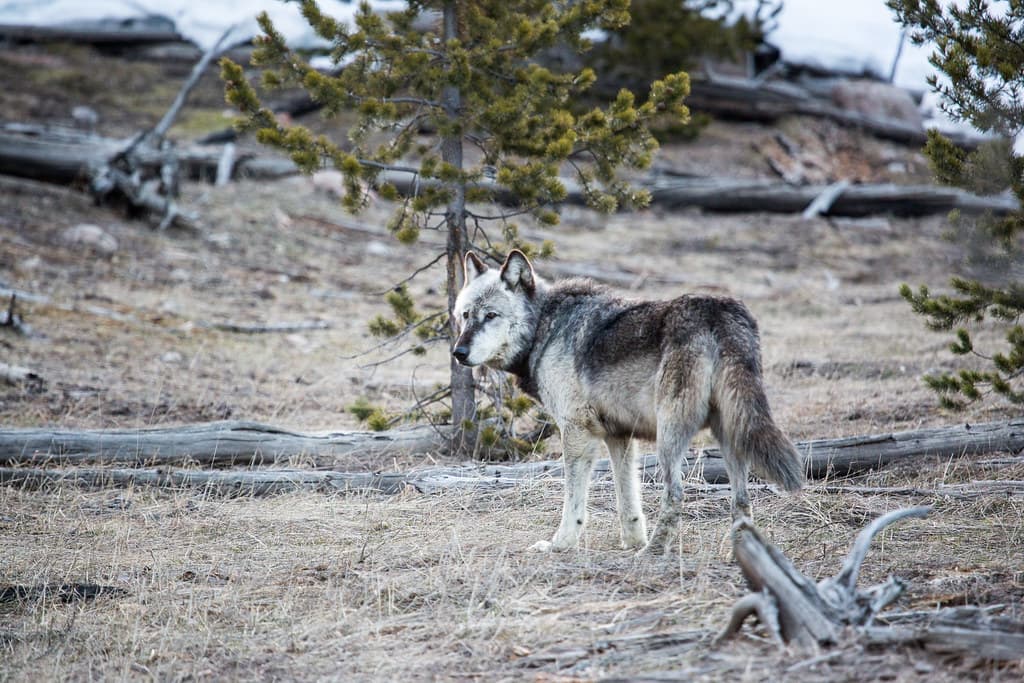 Alpha male, Canyon Pack