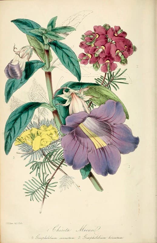 Thcentury, blue, blueflowers