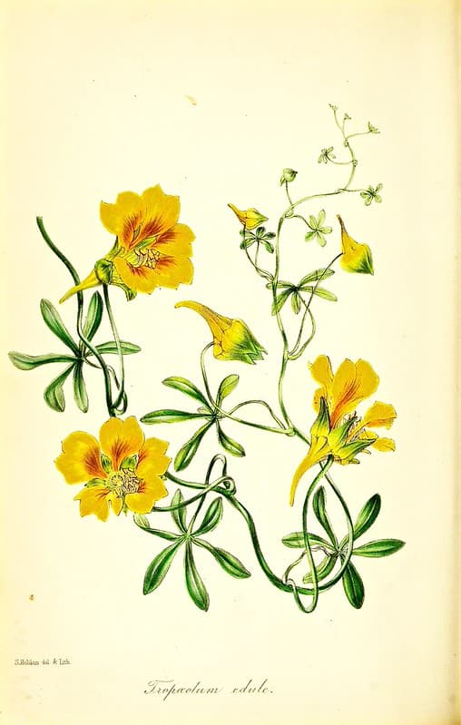 Thcentury, botanical, botany