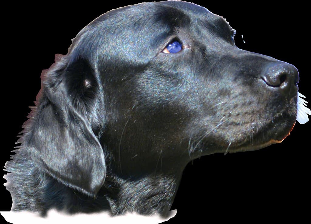 Dog Head PNG File