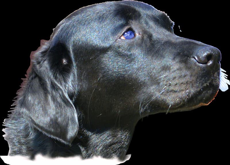 Dog Head PNG File