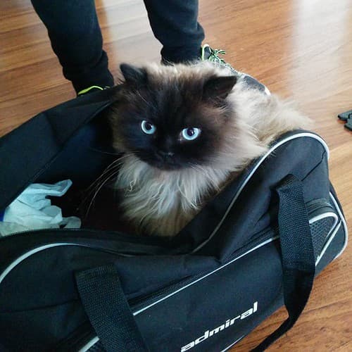 Cat