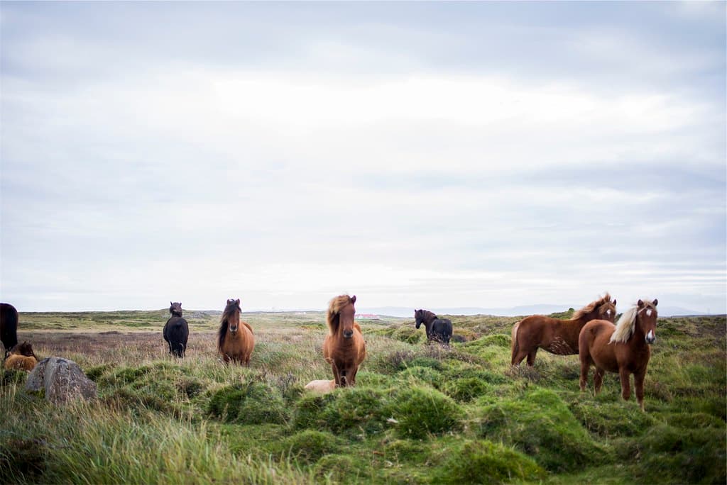 Animals-farm-horses-4111