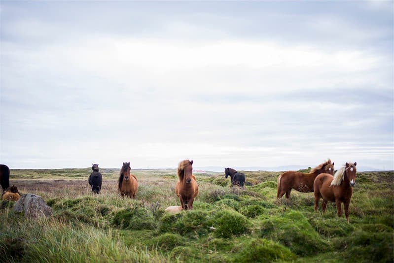 Animals-farm-horses-4111