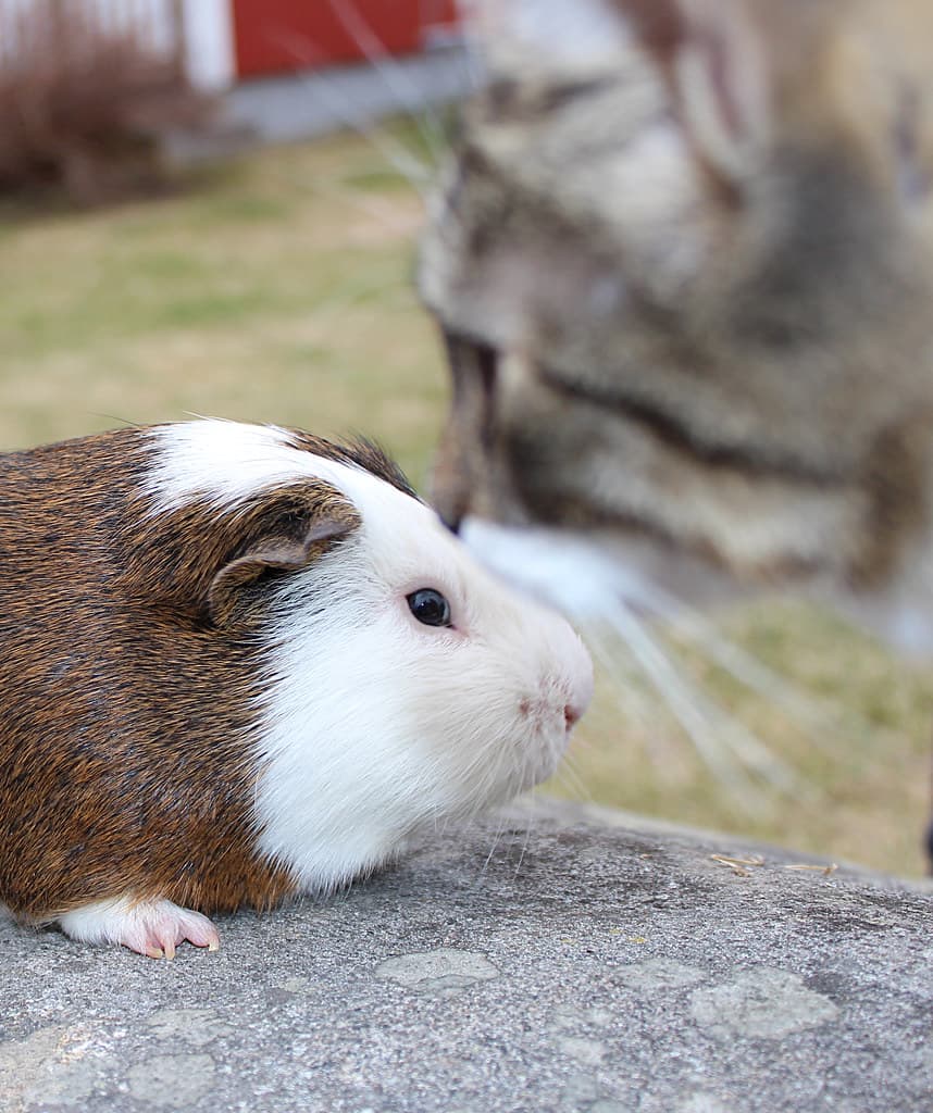 Guinea Cat