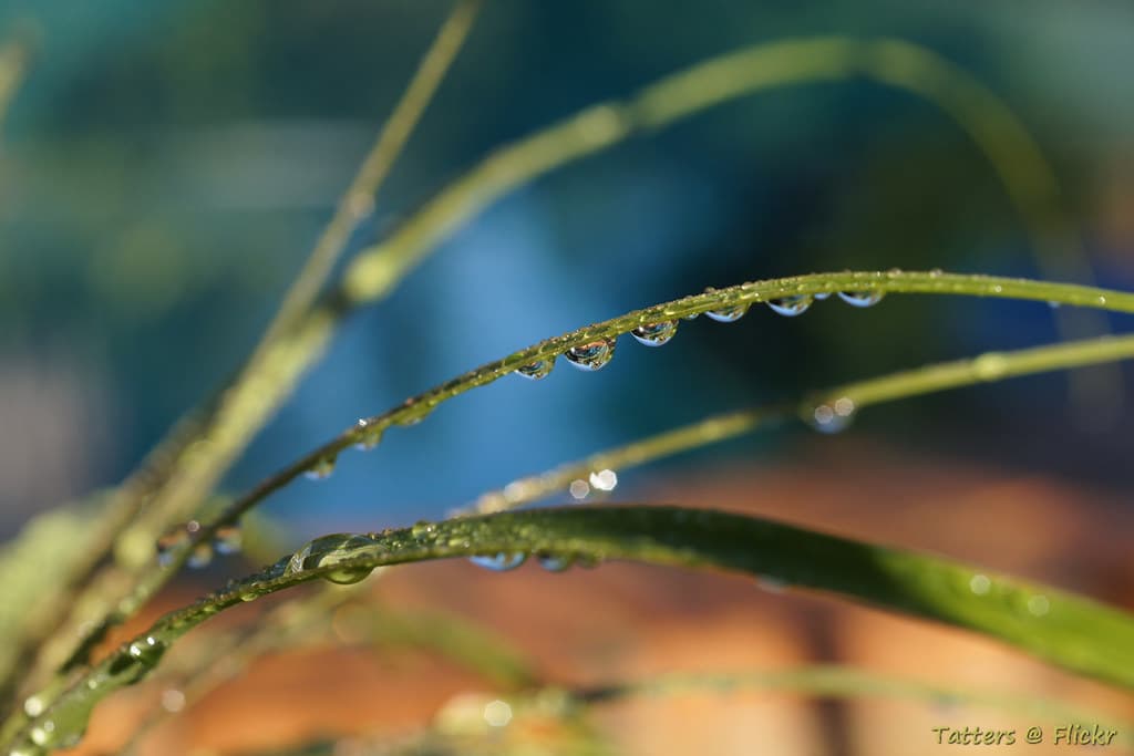 Morning after the rain
