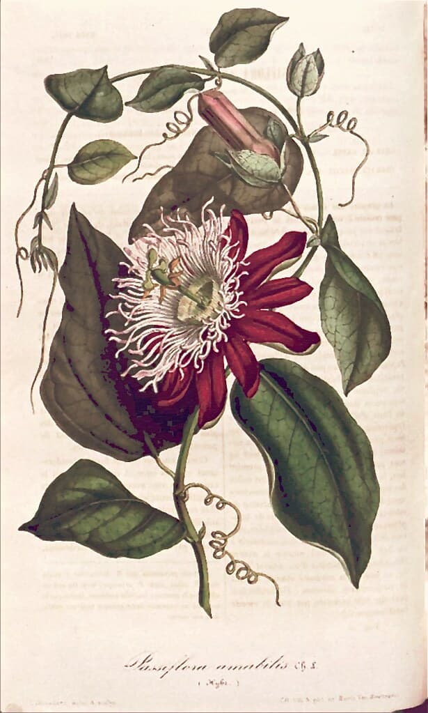 White-crowned passion flower (1847)
