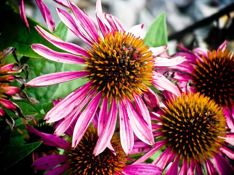 Group of Purple Sunflowers