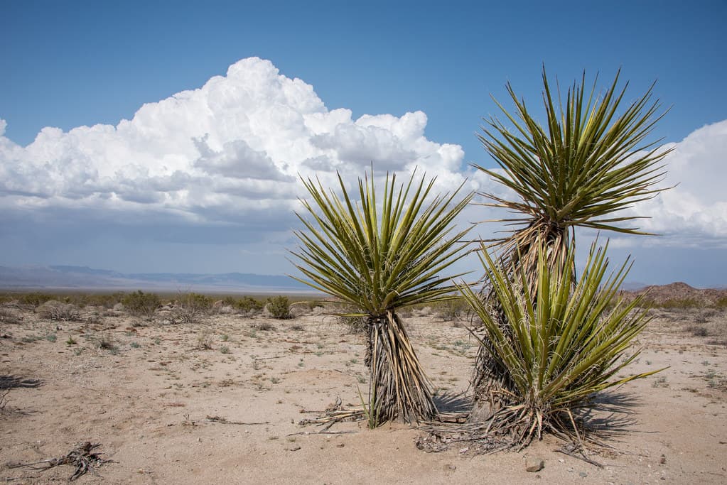 Clouds with Mojave yucca in Pinto Basin