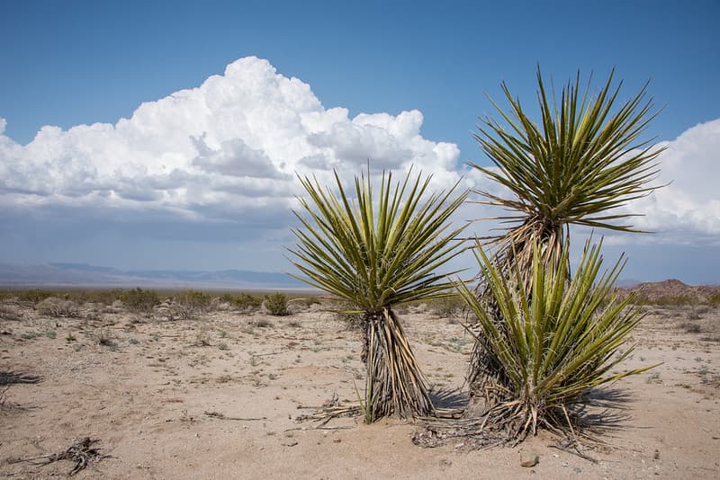 Clouds with Mojave yucca in Pinto Basin