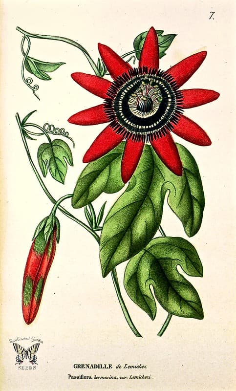 Thcentury, botanical, botany