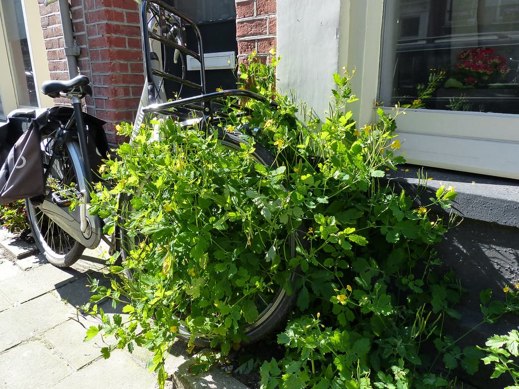 Amsterdam, bicycle, bush