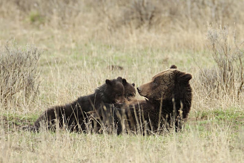 Grizzly sow nursing cubs near Fishing Bridge