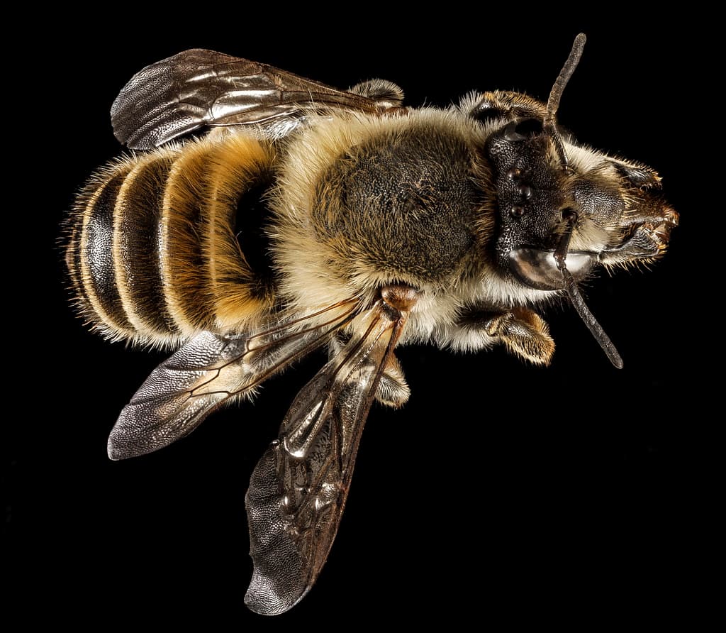 Abdomen, aculeata, aegeanislands