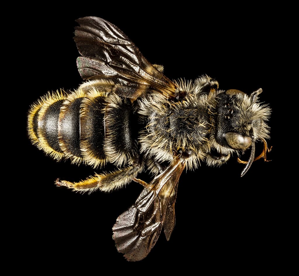 Abdomen, aculeata, aegeanislands