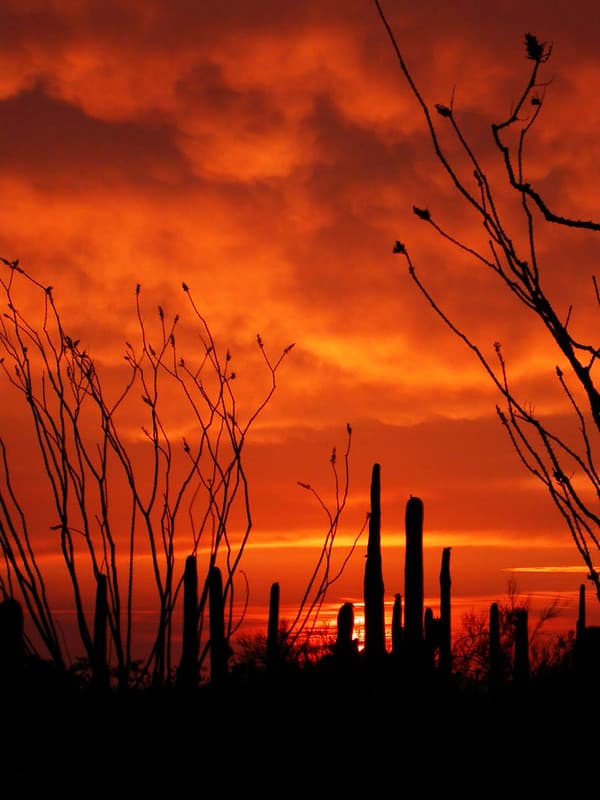 Sonoran Desert National Monument