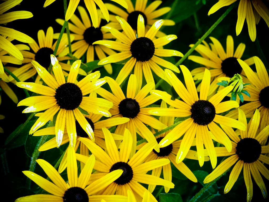 Group of Yellow Sunflowers