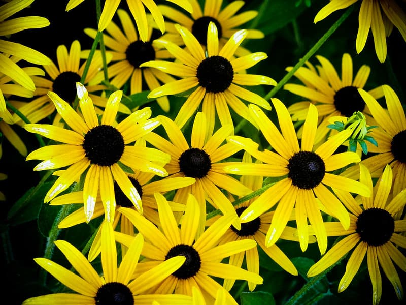 Group of Yellow Sunflowers