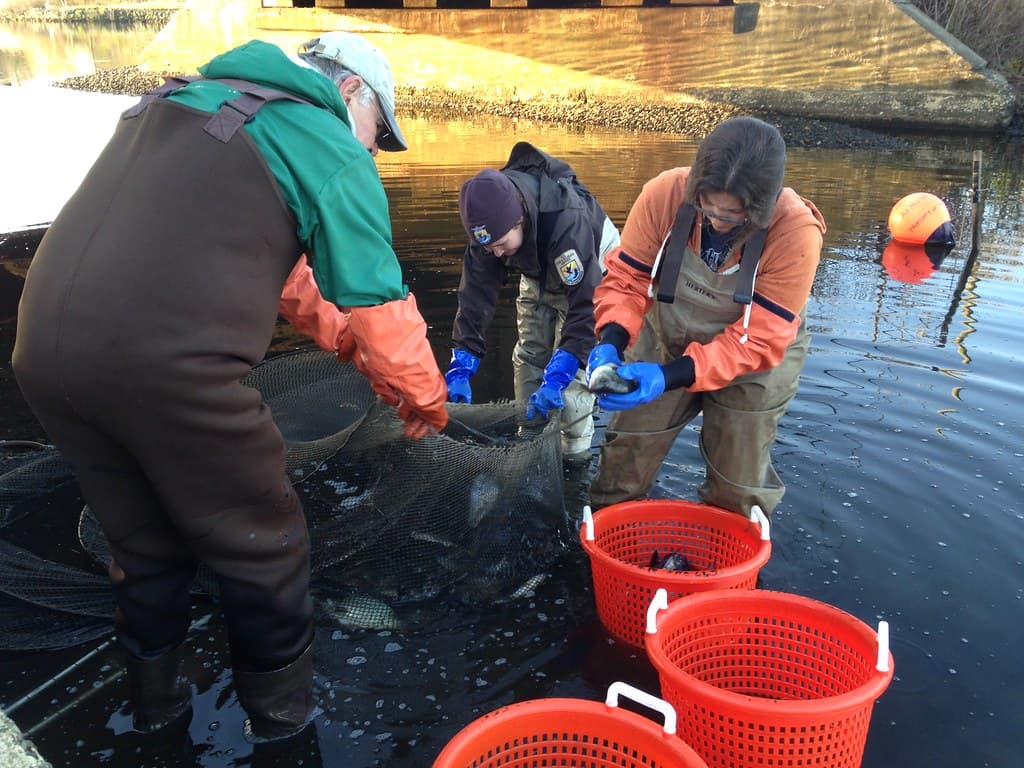 Alewife, aquaticconnectnj, coastalrestoration