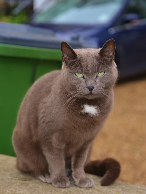 A Good Looking Cat, Royal Standard, London
