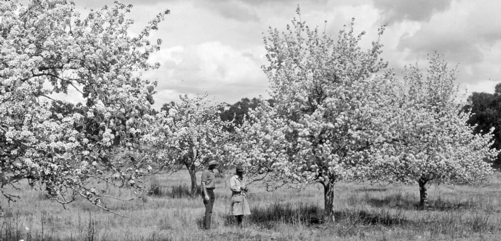 Pear Trees in Blossom, Mr Smith's Orchard, Ballandean, 1924