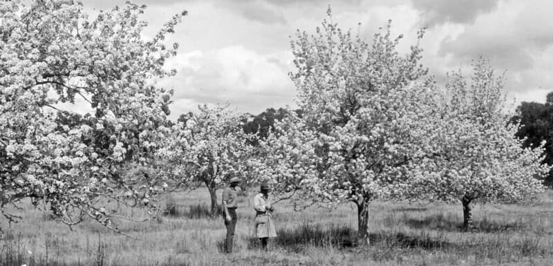 Pear Trees in Blossom, Mr Smith's Orchard, Ballandean, 1924