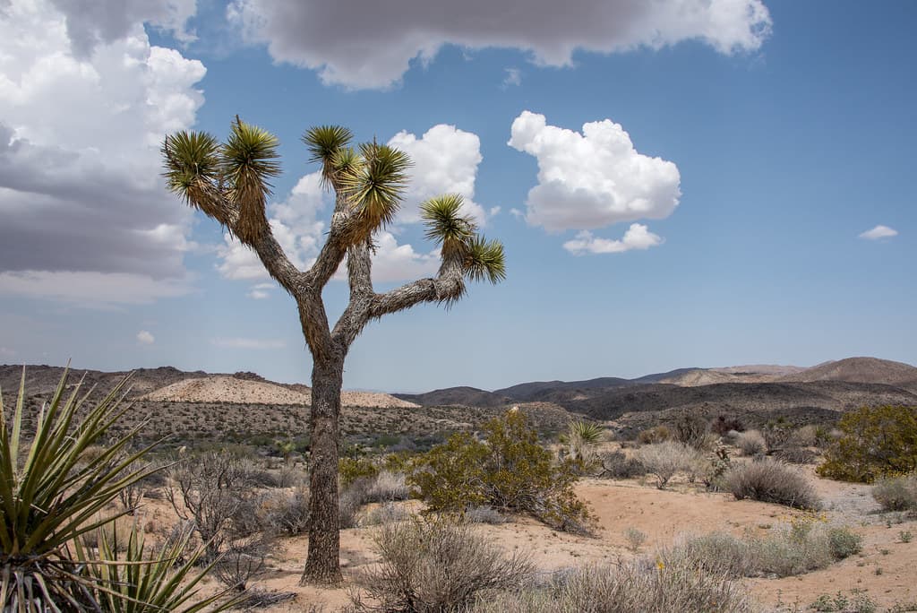 Clouds and Joshua tree