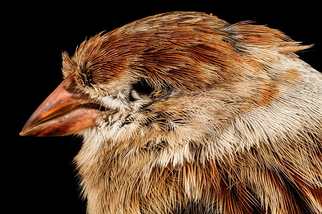 Field sparrow, washington d.c 2015-04-27-07.53.55 ZS PMax