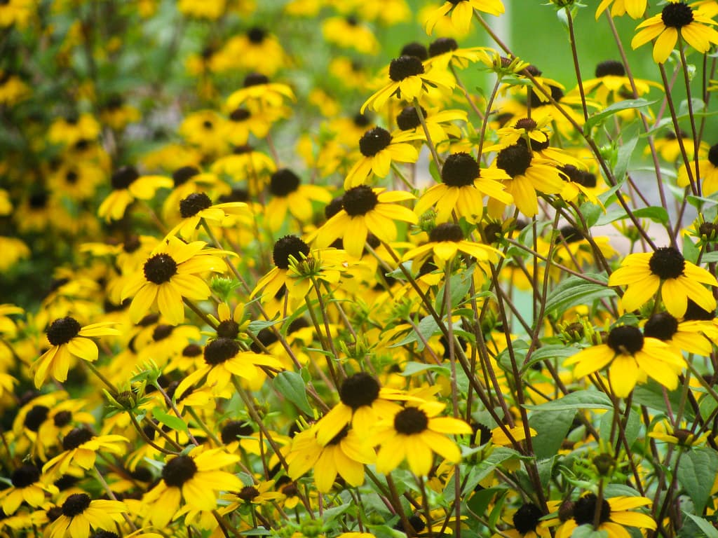 Field of Small Yellow Sunflowers
