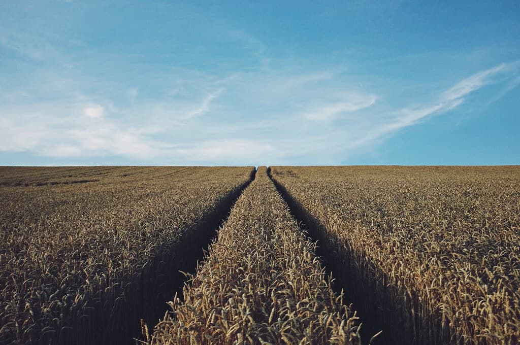 Grain Fields