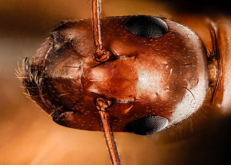 Ant, dod, pomonkey 2015-05-24-19.10.54 ZS PMax