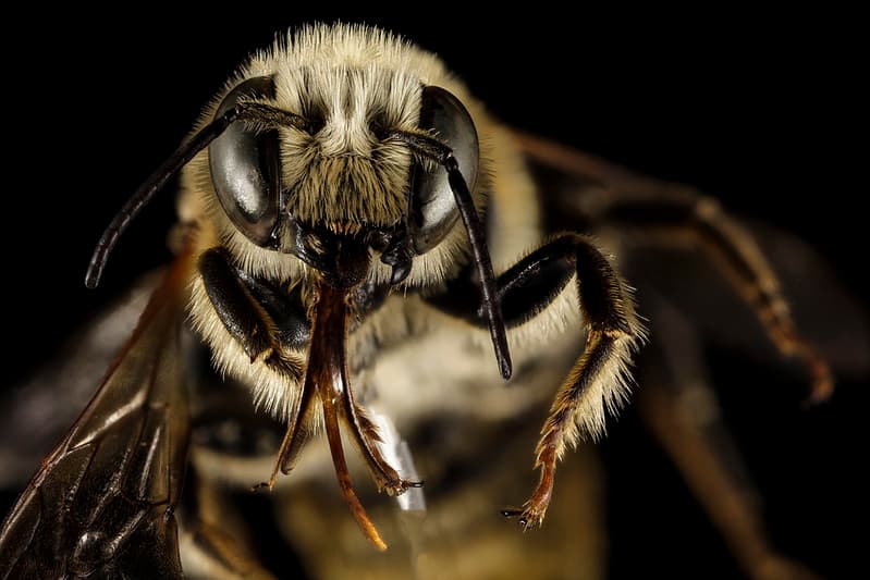 Aegean, aegeanisles, bee