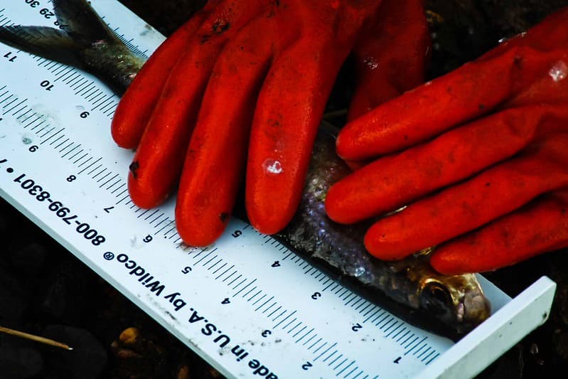 Wreck Pond fish monitoring - measuring an alewife herring (New Jersey)