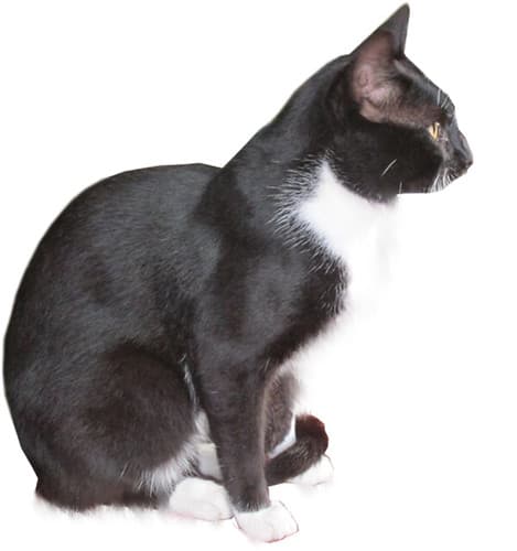 Cat png