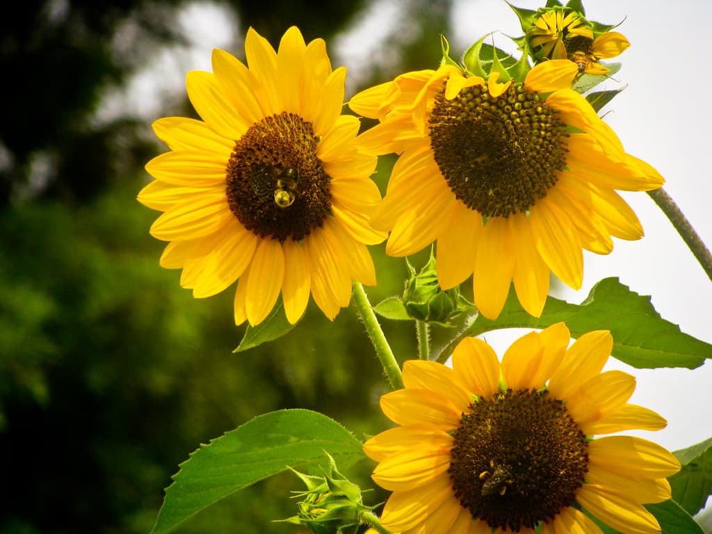 Three Sunflowers