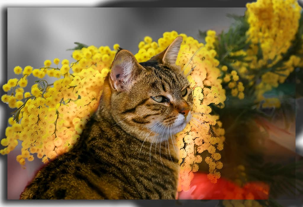 Grand daughter's cat