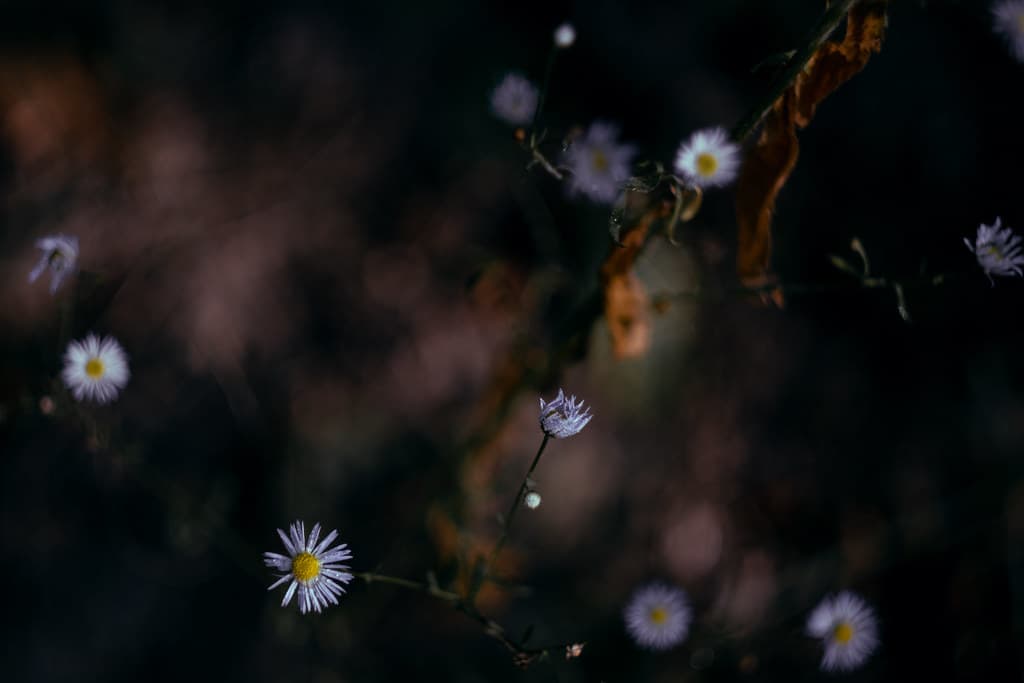 Forest magic