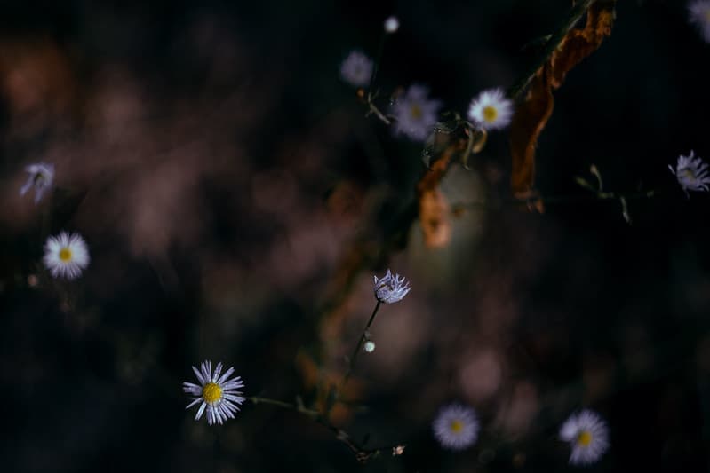 Forest magic